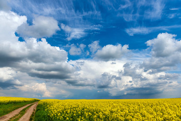 Road in rield of yellow rapeseed against and blue sky