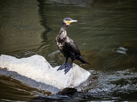 Japanese cormorant standing on concrete 6