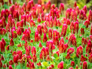 field of crimson clover in bloom