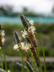 ribwort plantain grasses in bloom 2