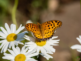 Indian fritillary butterfly on a white daisy 2