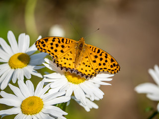 Obraz premium Indian fritillary butterfly on a white daisy 1