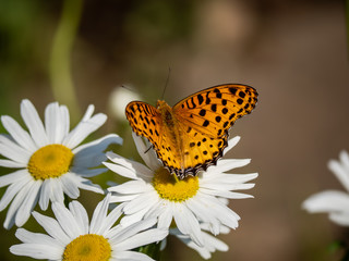 Indian fritillary butterfly on a white daisy 3