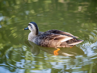 Spot billed duck on a calm river 2