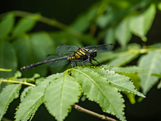 Gomphus melaenops dragonfly on a leaf 1