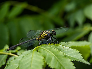 Gomphus melaenops dragonfly on a leaf 2