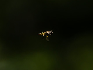 Yellow hoverfly hovering in a forest