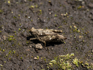 tetrix japonica grasshopper beside a field 4