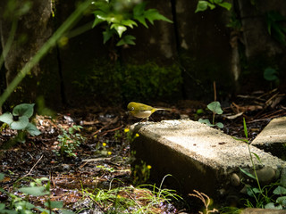 Japanese white-eye beside a small stream 3