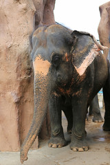 An Elephant in the zoo, thailand.