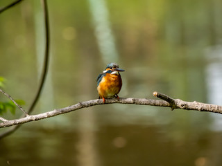 Common Kingfisher perched in a tree 12