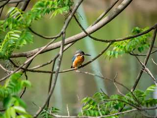 Common Kingfisher perched in a tree 10