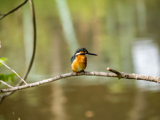 Common Kingfisher perched in a tree 13