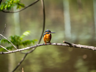 Common Kingfisher perched in a tree 14