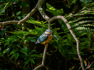Common Kingfisher perched in a tree 16