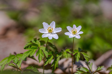 grove wind flower in the green season forest