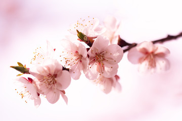 apricot flowers on a branch