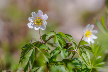 grove wind flower in the green season forest