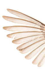 bird wing on white background