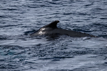 Fototapeta premium Whale