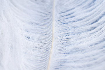 white ostrich feather macro blue background