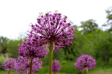 Allium Purple Sensation