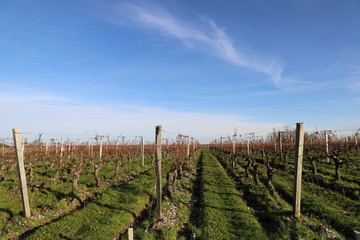 Fototapeta na wymiar Champ de vigne medoc aquitaine