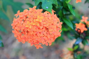 Orange Ixora flower in a garden. Orange spike flower. Tropical flowers.for Teachers' Day.