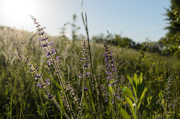 Obraz premium Beautiful field with violet flowers, red poppies and cloudy blue sky. Composition of nature