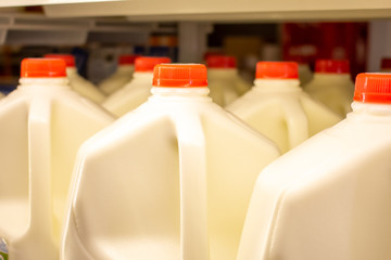 Several gallons of milk in the refrigerator