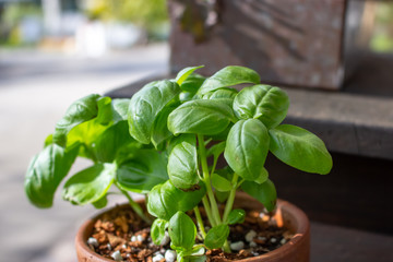 A basil plant grows in a rustic environment