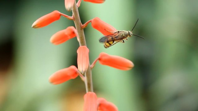 flower  in the garden, Chiangmai Thailand