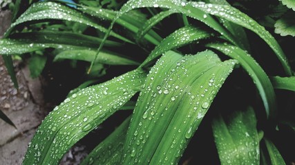 background of dew drops on bright green leaves