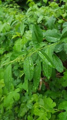 After rain Water Drops on Green leaves in the garden Natural pattern background . beauty of nature