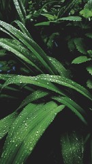 After rain Water Drops on Green leaves in the garden Natural pattern background . beauty of nature