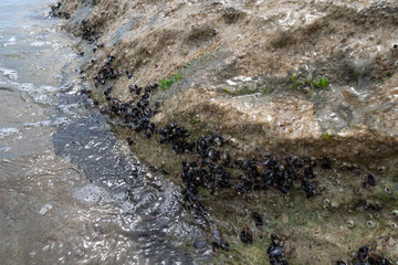 Boulder overgrown with sea mussels