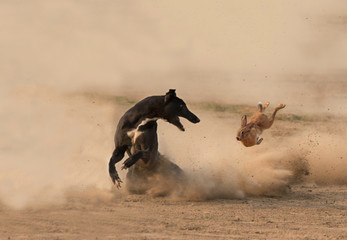 hunting of wild hare  with greyhound dog , greyhound dogs derby with live wild hare , a cruel sport 