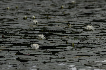 LOTUS FLOWERS