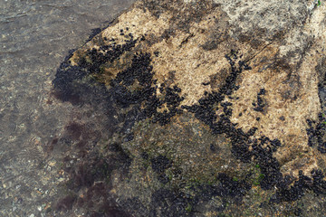 Boulder overgrown with sea mussels
