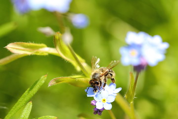Honigbiene sitzt auf blauer blüte