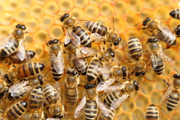 Bienen beim Einbringen des Nektars