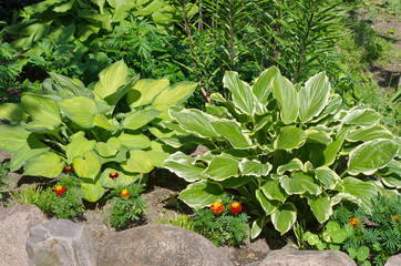 Beauty hostas with green and yellow leaves grows on a flower bed in the garden
