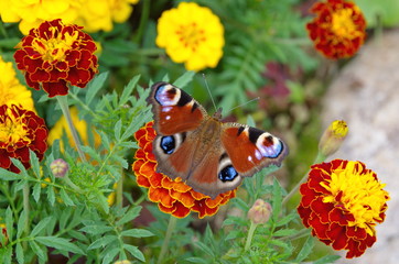 Fototapeta premium Peacock butterfly Aglais io (Inachis io) on the Tagetes flower