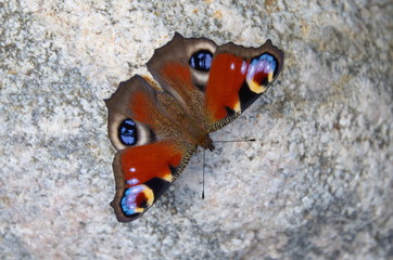 Peacock butterfly Aglais io (Inachis io) on the stone