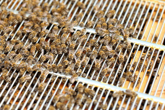 Bienen auf dem Honiggitter