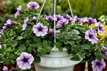 Colorful petunias in the white hanging flowerpot on the green background