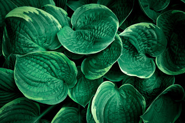 Obraz premium Green plant background.