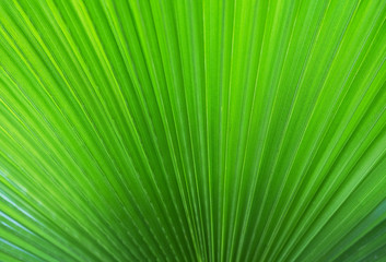 Obraz premium Background of a Big tropical jungle leaves
