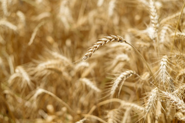 Fototapeta premium Wheat field. Ears of golden wheat close up.