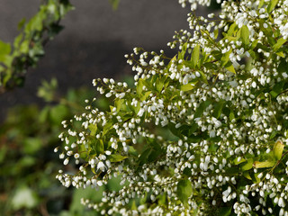 Deutzia gracilis - Rameaux retombant garnis de bourgeons blancs abondants ressemblant à des perles et feuillage vert foncé du deutzia grêle
